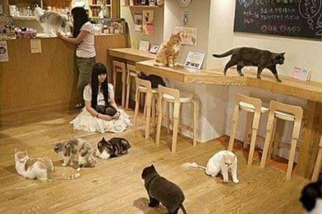 الرياض كوفي القطط في مقهى القطط