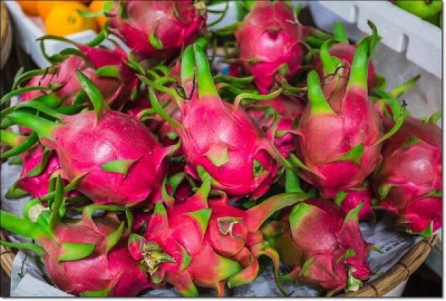 مصر تنجح لأول مرة في زراعة فاكهة التنين الباهظة الثمن توك شو جريدة الزمان